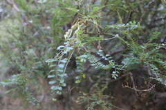 Sophora molloyi