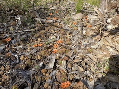 Drosera hyperostigma