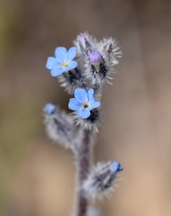 Myosotis refracta