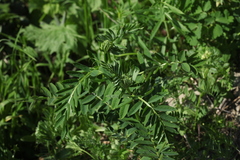 Vicia balansae