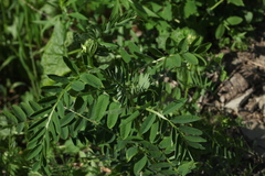 Vicia balansae