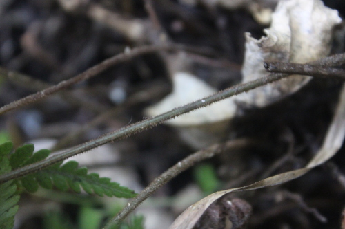 Image of Lastreopsis velutina by (c) Joe Dillon, some rights reserved (CC BY)