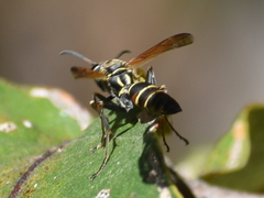 Polistes pacificus