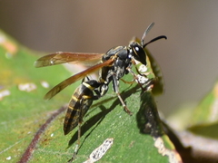 Polistes pacificus