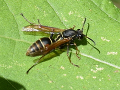 Polistes pacificus