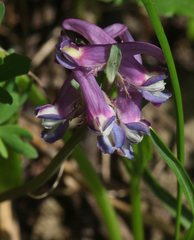 Corydalis conorhiza