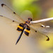 Yellow-striped Flutterer - Photo (c) Shanna Bignell, some rights reserved (CC BY-NC), uploaded by Shanna Bignell