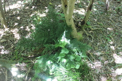 Asplenium appendiculatum appendiculatum