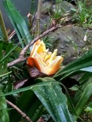 Freycinetia reineckei