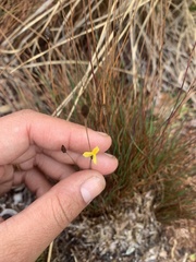 Xyris subulata