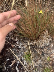 Xyris subulata