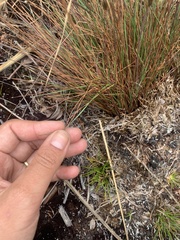 Xyris subulata