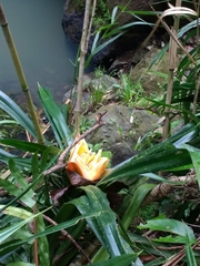 Freycinetia reineckei