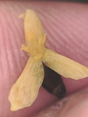 Xyris subulata