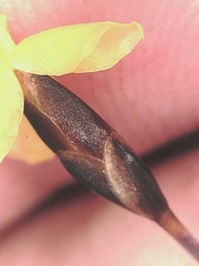 Xyris subulata