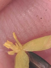 Xyris subulata