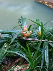 Freycinetia reineckei