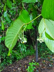 Schumacheria castaneifolia