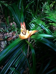 Freycinetia reineckei