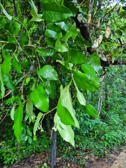 Schumacheria castaneifolia