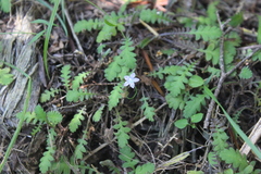 Wahlenbergia violacea