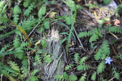 Wahlenbergia violacea