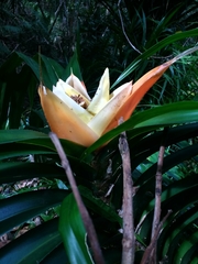 Freycinetia reineckei