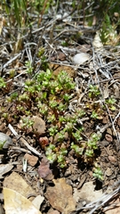 Polycarpon tetraphyllum tetraphyllum