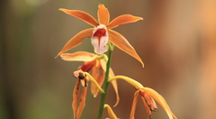 Phaius australis