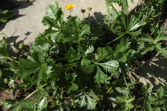 Potentilla ruprechtii