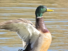 Anas platyrhynchos