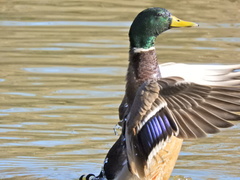 Anas platyrhynchos