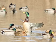 Anas platyrhynchos