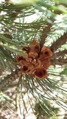 Pinus culminicola