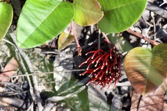 Grevillea laurifolia