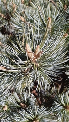 Pinus culminicola
