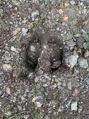 Cervus canadensis nannodes