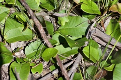 Grevillea laurifolia