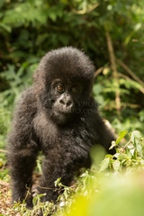 Gorilla beringei beringei