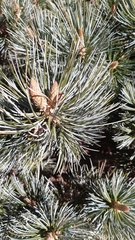 Pinus culminicola