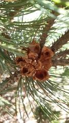 Pinus culminicola