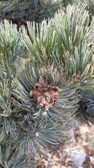 Pinus culminicola