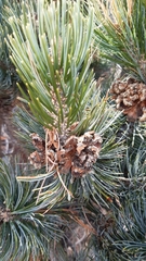 Pinus culminicola