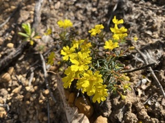 Hibbertia acerosa