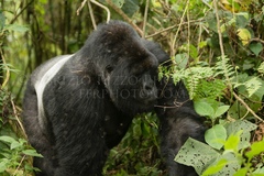 Gorilla beringei beringei
