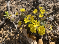 Hibbertia acerosa