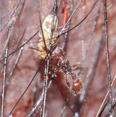 Tetramorium hispidum