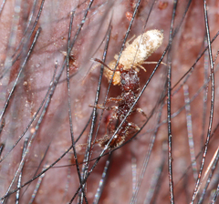 Tetramorium hispidum