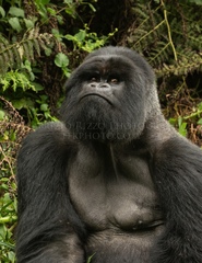 Gorilla beringei beringei