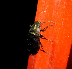 Helopini